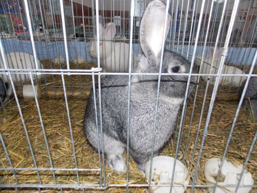  - EXPO-2020 HOBBY CENTRUM BRASOV