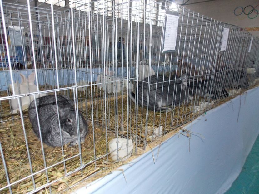  - EXPO-2020 HOBBY CENTRUM BRASOV