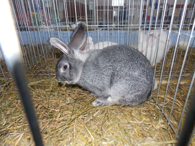  - EXPO-2020 HOBBY CENTRUM BRASOV