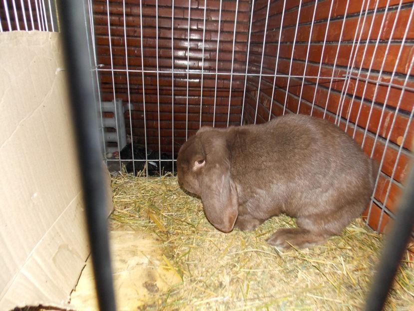  - EXPO-2020 HOBBY CENTRUM BRASOV