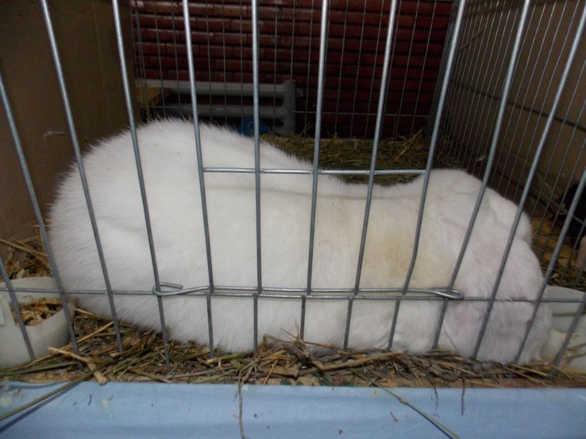  - EXPO-2020 HOBBY CENTRUM BRASOV