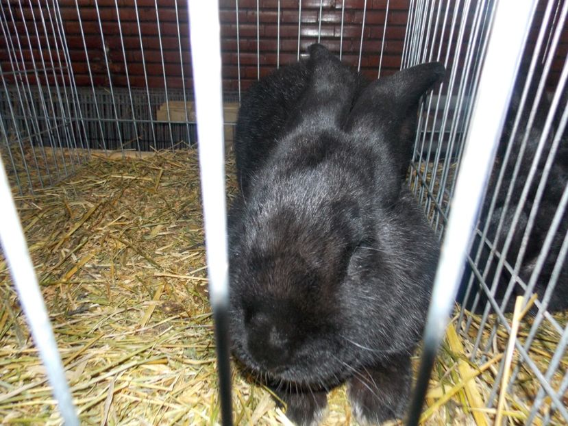  - EXPO-2020 HOBBY CENTRUM BRASOV