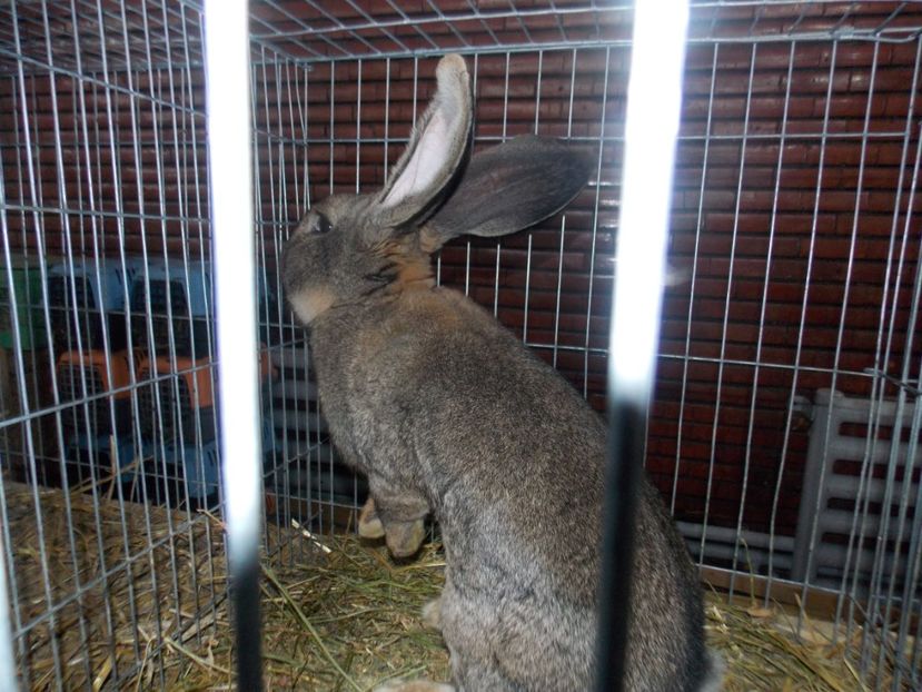  - EXPO-2020 HOBBY CENTRUM BRASOV