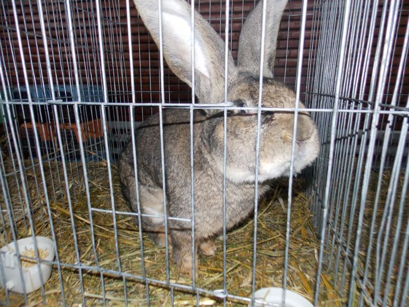  - EXPO-2020 HOBBY CENTRUM BRASOV