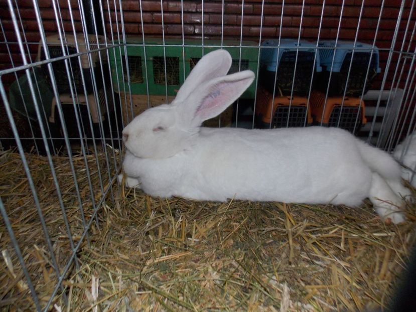  - EXPO-2020 HOBBY CENTRUM BRASOV