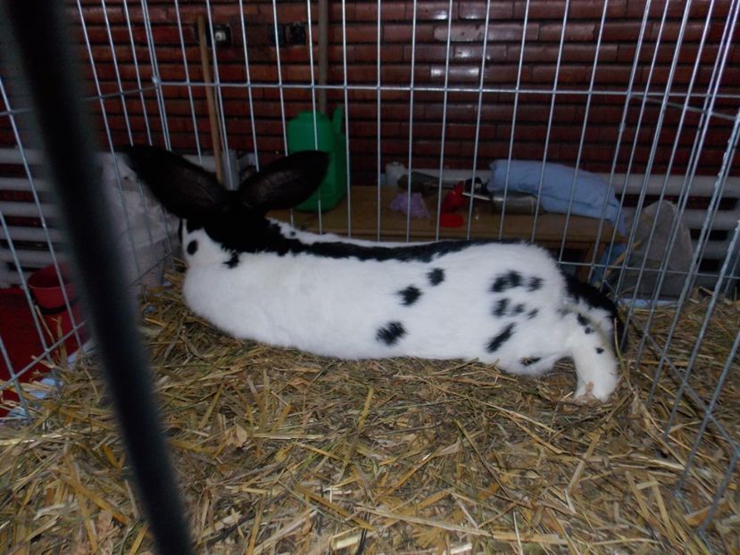  - EXPO-2020 HOBBY CENTRUM BRASOV