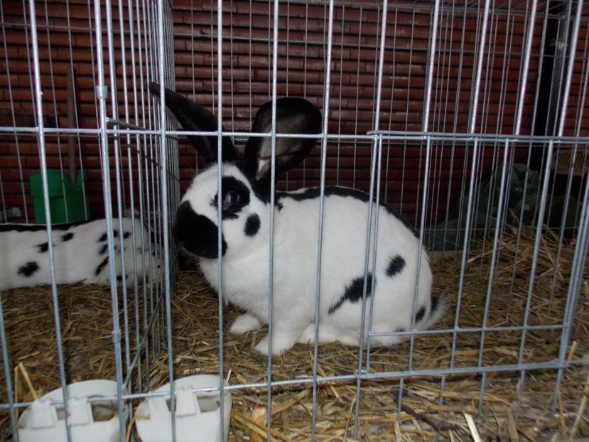  - EXPO-2020 HOBBY CENTRUM BRASOV