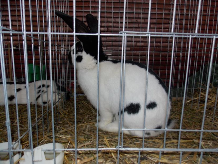  - EXPO-2020 HOBBY CENTRUM BRASOV