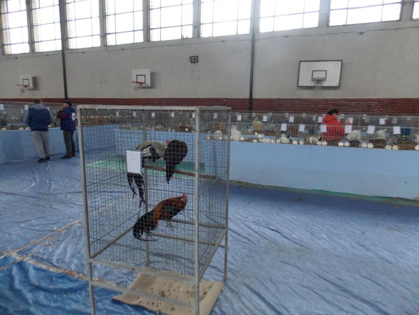  - EXPO-2020 HOBBY CENTRUM BRASOV