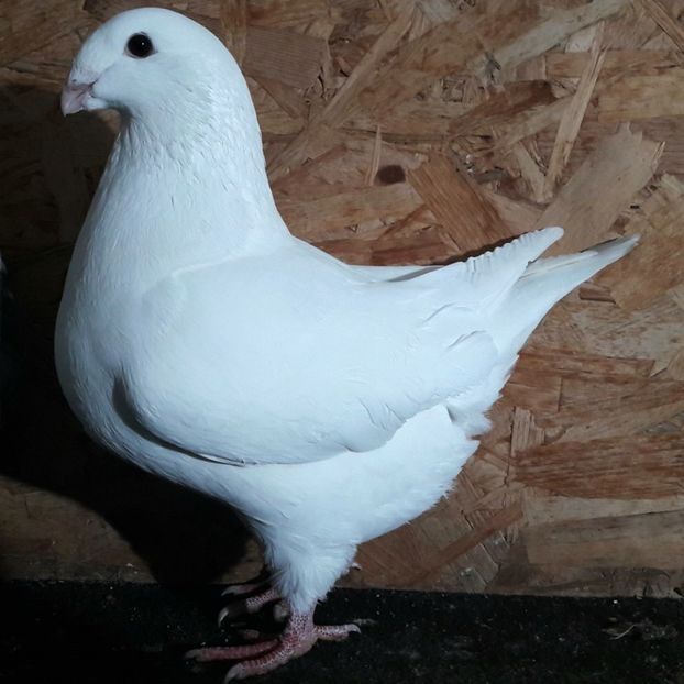 113004393 (1) - 3---AGH DAȚI 2019 - 2025