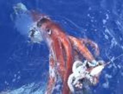 calamar - vietatile din oceane