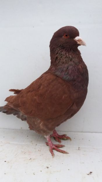 M 2019 vandut - De vanzare kingi