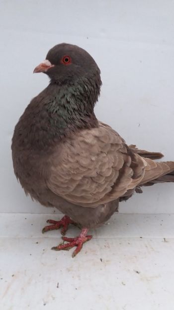 F 2019 vanduta - De vanzare kingi