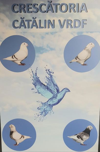 4 - Voliera 2020