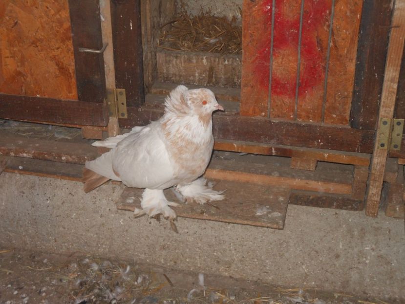 fem 2019 - 03-- URIASI MAGHIARI