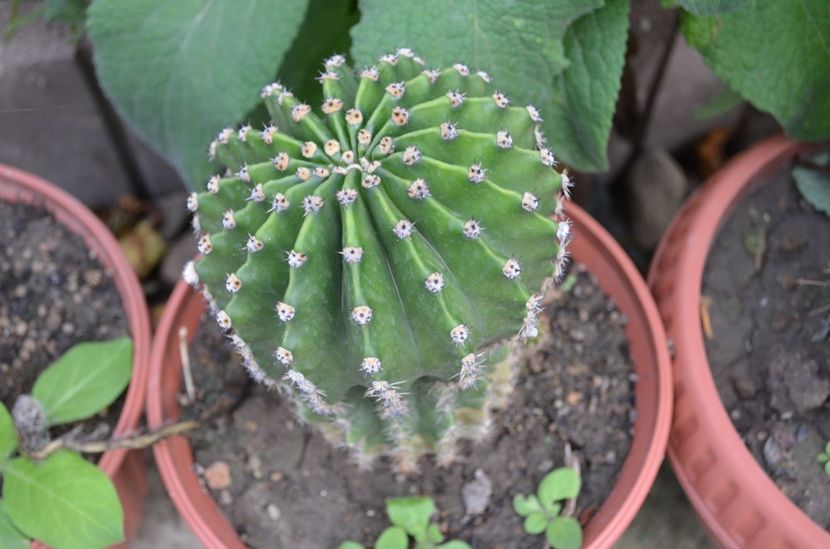  - suculente si cactusi