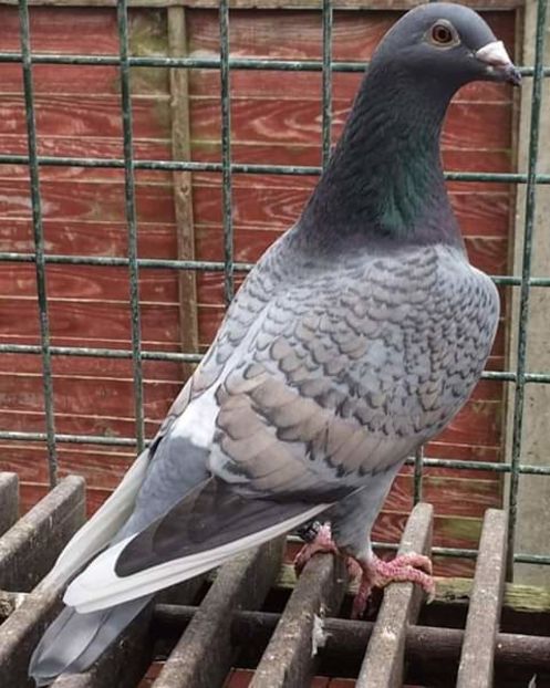  - NU AMI APARTIN 2020