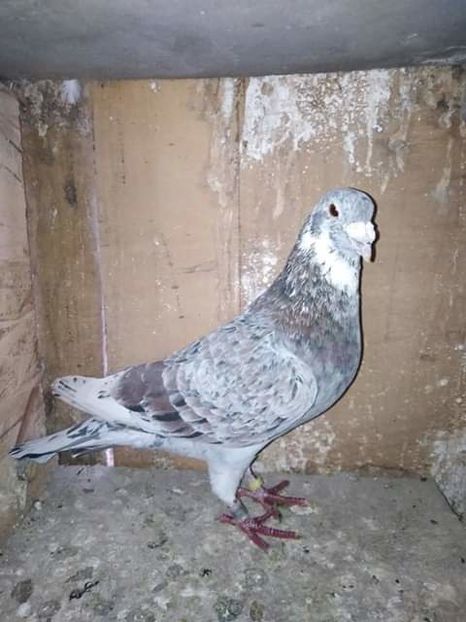  - NU AMI APARTIN 2020