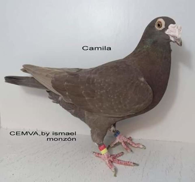  - NU AMI APARTIN 2020