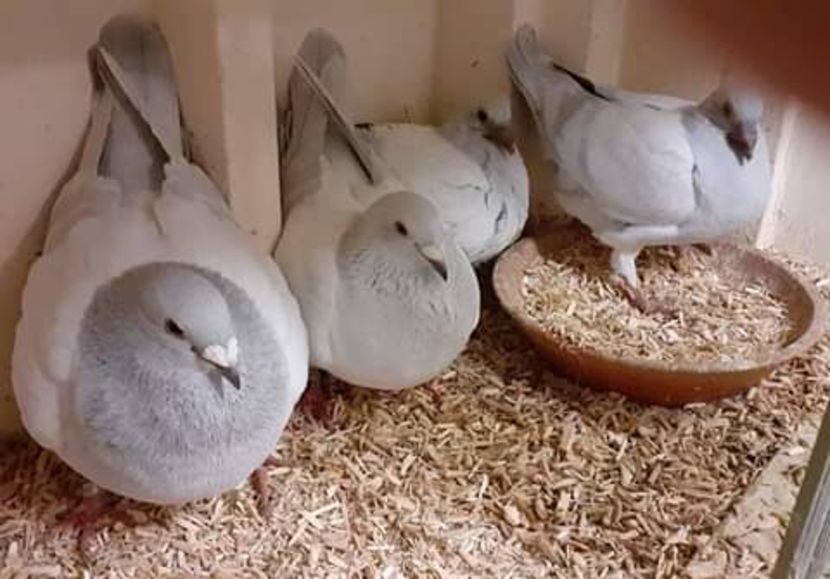  - NU AMI APARTIN 2020