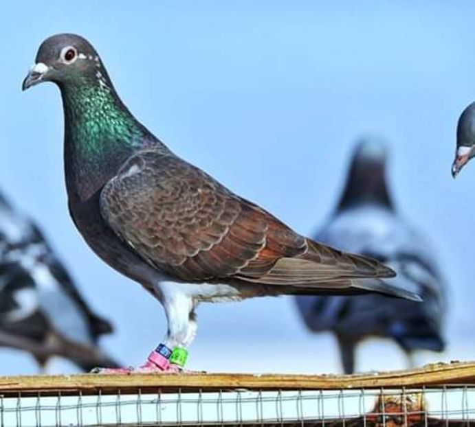  - NU AMI APARTIN 2020