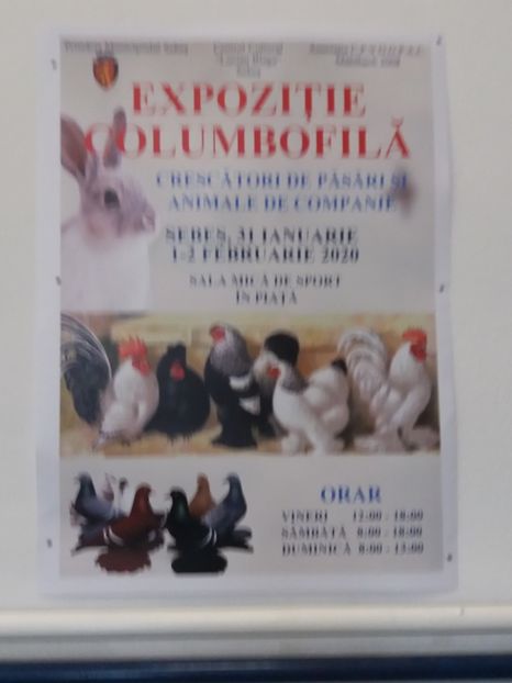 - Expoziție de păsări Șebeș - Alba Februarie2020