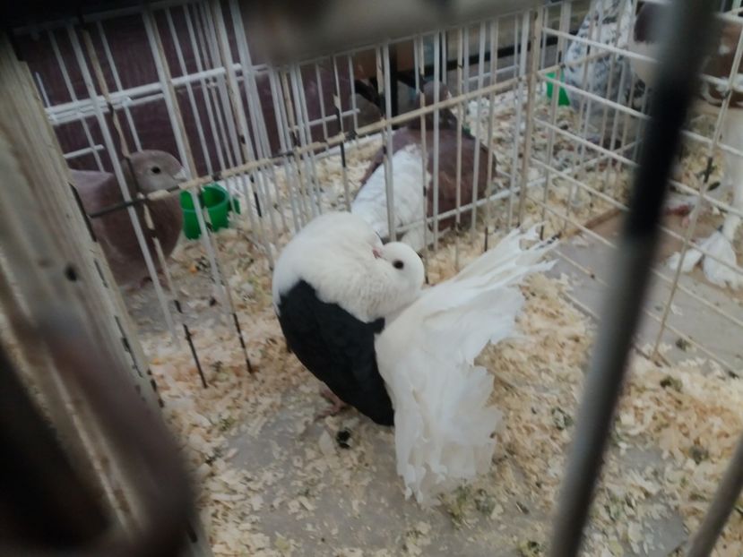  - Expoziție de păsări Șebeș - Alba Februarie2020