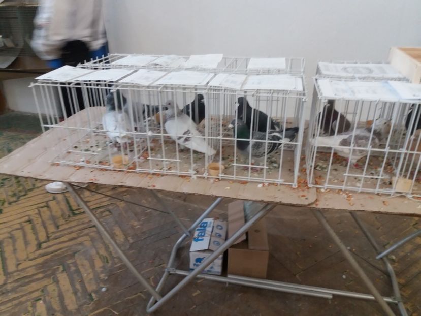  - Expoziție de păsări Șebeș - Alba Februarie2020