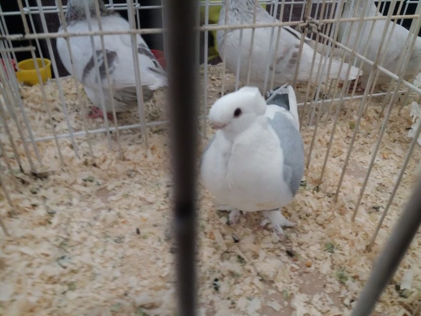  - Expoziție de păsări Șebeș - Alba Februarie2020