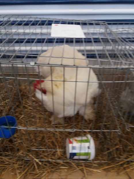  - Expoziție de păsări Șebeș - Alba Februarie2020