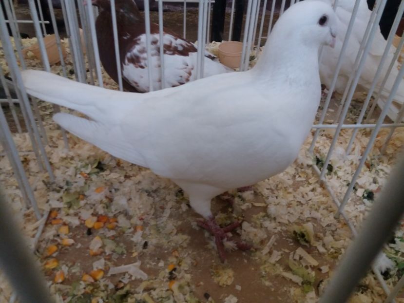  - Expoziție de păsări Șebeș - Alba Februarie2020