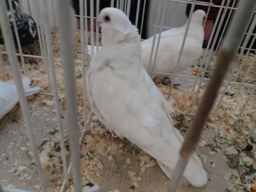  - Expoziție de păsări Șebeș - Alba Februarie2020