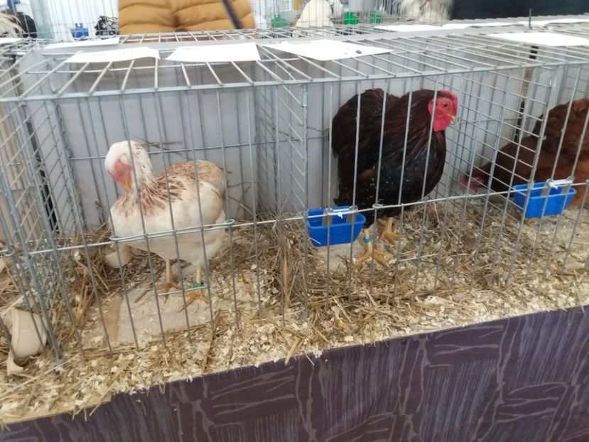  - Expoziție de păsări Șebeș - Alba Februarie2020