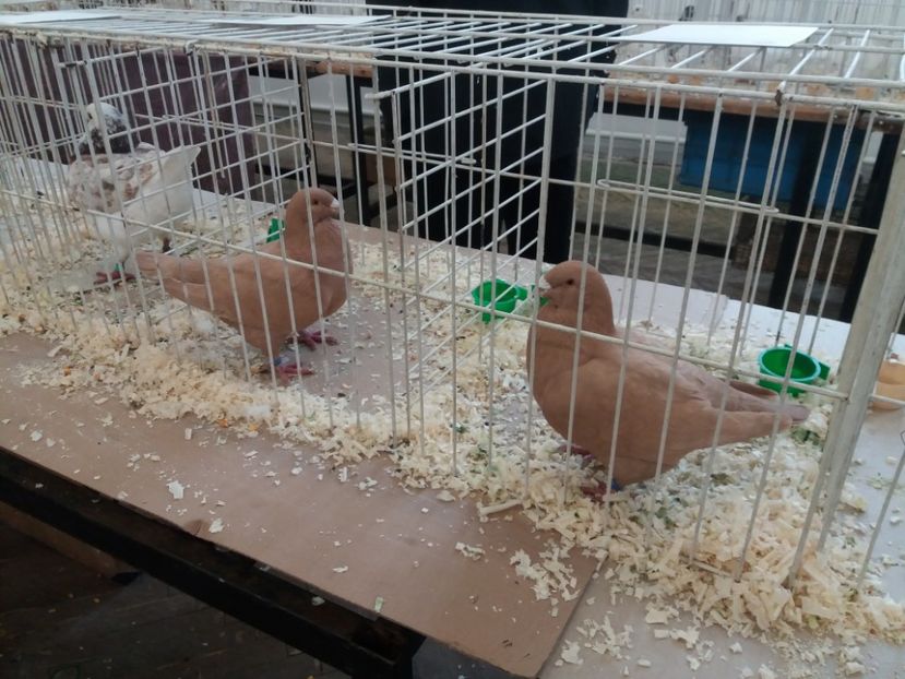  - Expoziție de păsări Șebeș - Alba Februarie2020