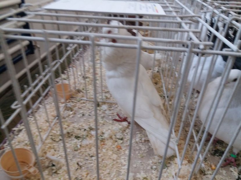  - Expoziție de păsări Șebeș - Alba Februarie2020