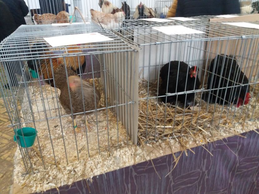  - Expoziție de păsări Șebeș - Alba Februarie2020