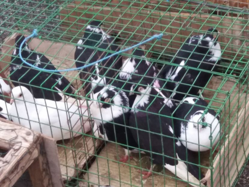  - Expoziție de păsări Șebeș - Alba Februarie2020