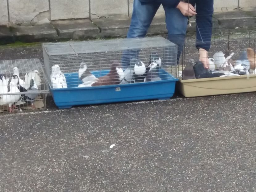  - Expoziție de păsări Șebeș - Alba Februarie2020