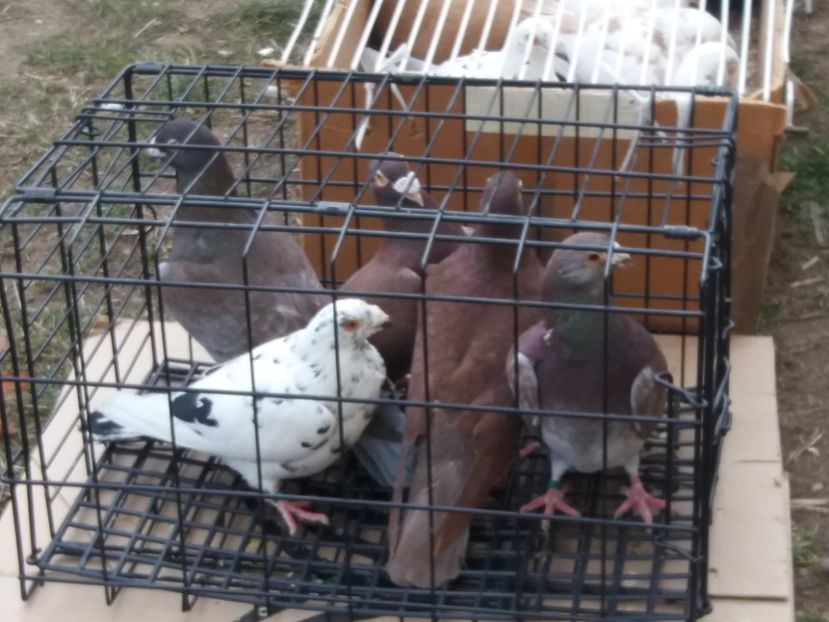  - Expoziție de păsări Șebeș - Alba Februarie2020