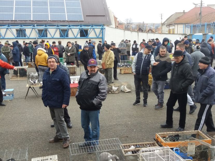  - Expoziție de păsări Șebeș - Alba Februarie2020