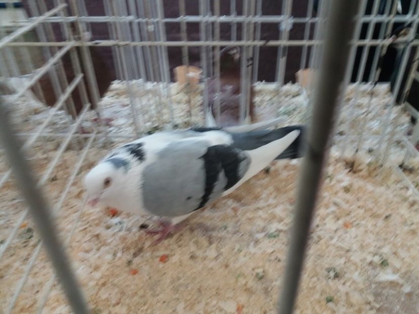  - Expoziție de păsări Șebeș - Alba Februarie2020