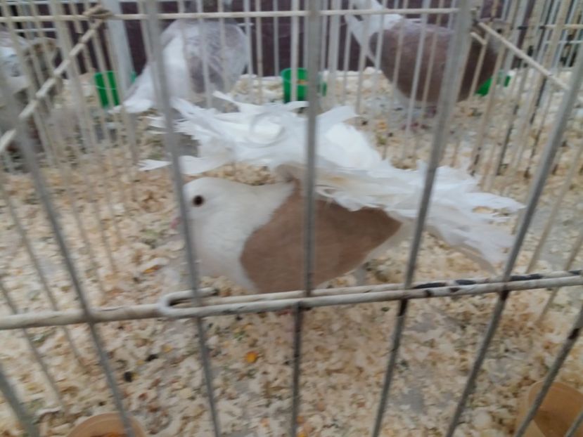  - Expoziție de păsări Șebeș - Alba Februarie2020