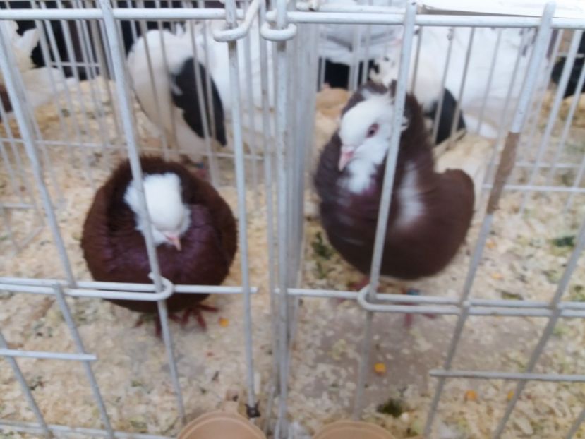  - Expoziție de păsări Șebeș - Alba Februarie2020