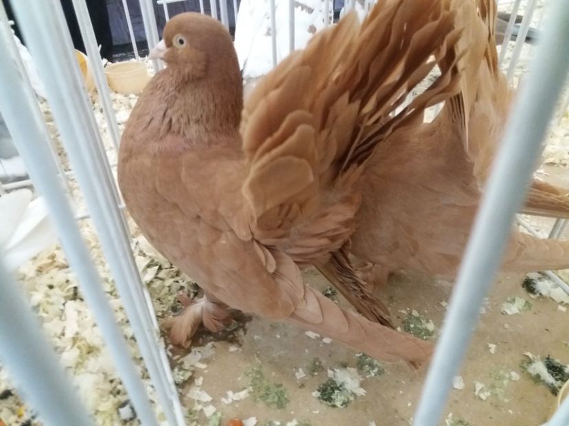  - Expoziție de păsări Șebeș - Alba Februarie2020