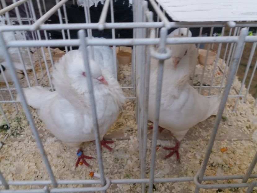  - Expoziție de păsări Șebeș - Alba Februarie2020