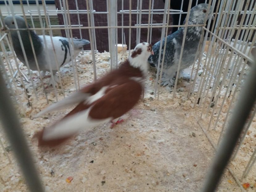  - Expoziție de păsări Șebeș - Alba Februarie2020