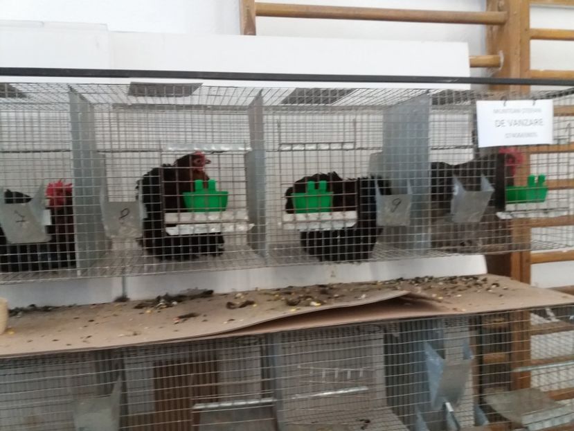  - Expoziție de păsări Șebeș - Alba Februarie2020