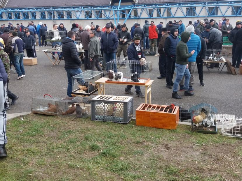  - Expoziție de păsări Șebeș - Alba Februarie2020