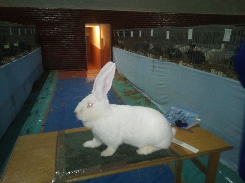  - 0 - REZ EXPO BRAȘOV FEB 2020