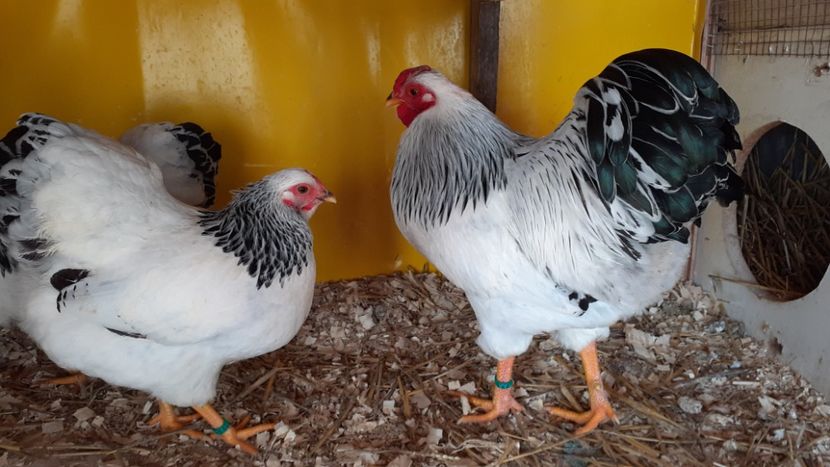  - WYANDOTTE COLUMBIA ALB-NEGRU PITIC